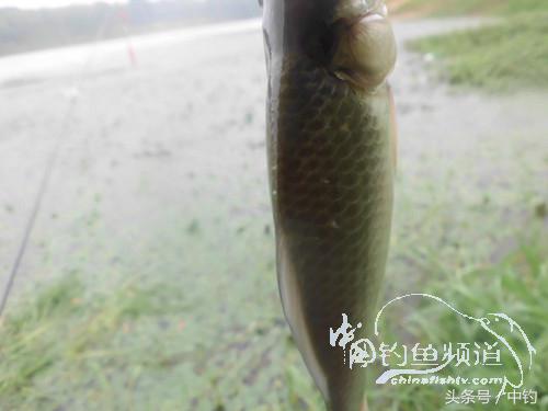 闷热缺氧鱼上浮不开口怎么钓,闷热鱼难钓为什么午时鱼难钓