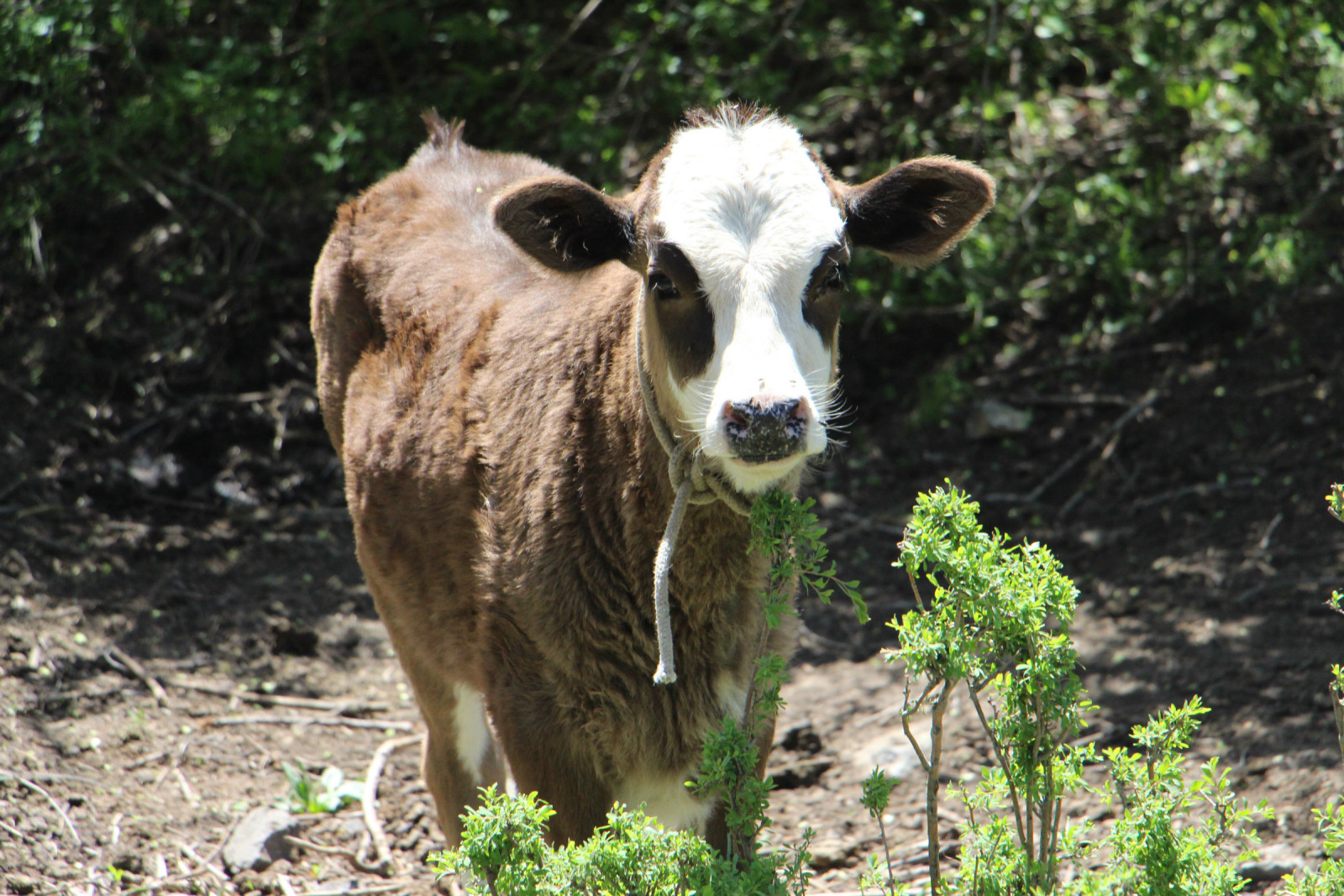 乌鲁木齐石人沟民俗,乌鲁木齐风情