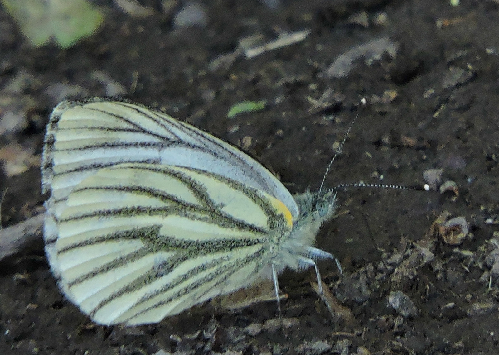 乌鲁木齐石人沟民俗,乌鲁木齐风情