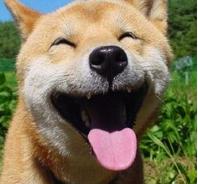 好笑的神回复,神回复笑话爆笑