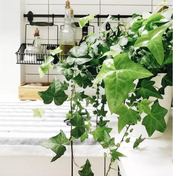 装修辅料里面含甲醛的有哪些,室内装修甲醛如何快速清除