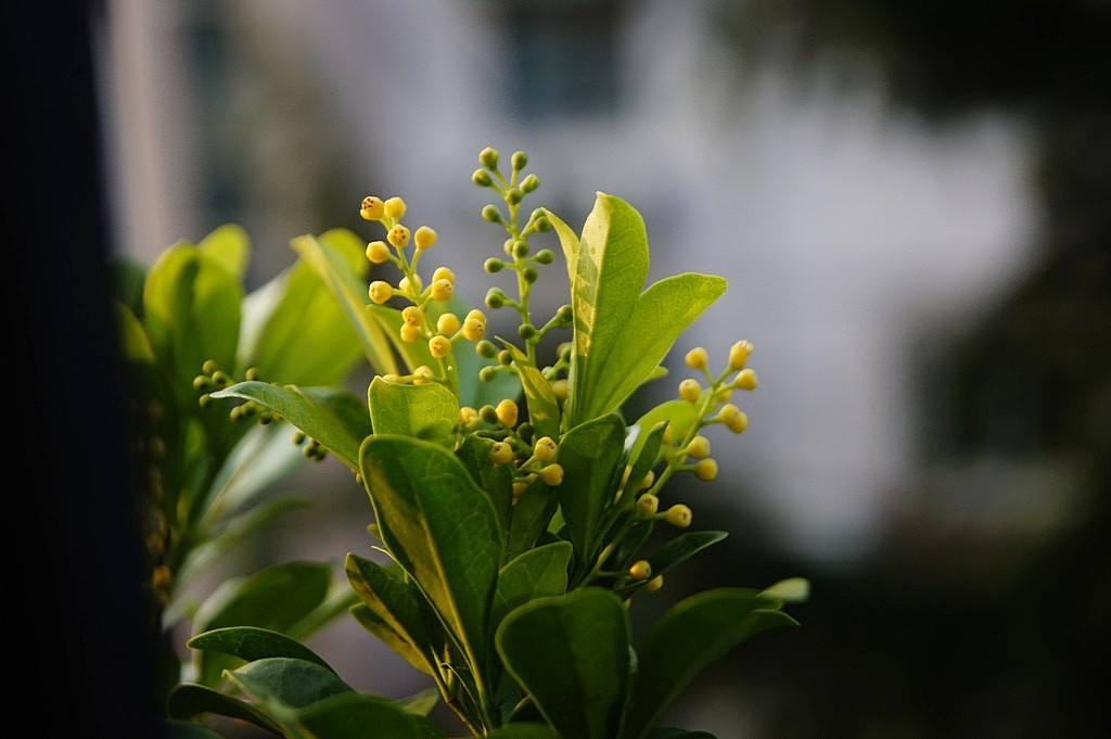 米兰花大量的掉叶黄叶怎么回事,米兰花黄叶掉叶子怎么挽救