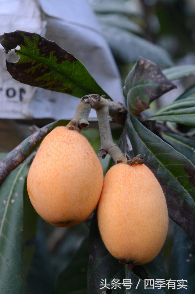 支气管炎患者如何预防雾霾天咳嗽,支气管炎患者如何预防雾霾天