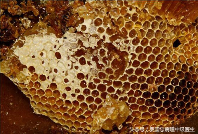 怎么选购真正的、纯正的蜂蜜90%的人不知道技巧，在这里具有多年经验的真正的深山养蜂资深专家详细告诉你