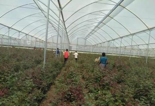 亚洲最大的玫瑰花基地在哪里,世界最著名玫瑰基地