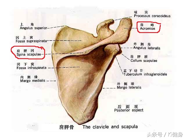 想练基本功要怎么说,肩膀的肩肌如何训练最有效