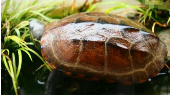 中华草龟和野生草龟的区别,草龟跟中华草龟有什么区别
