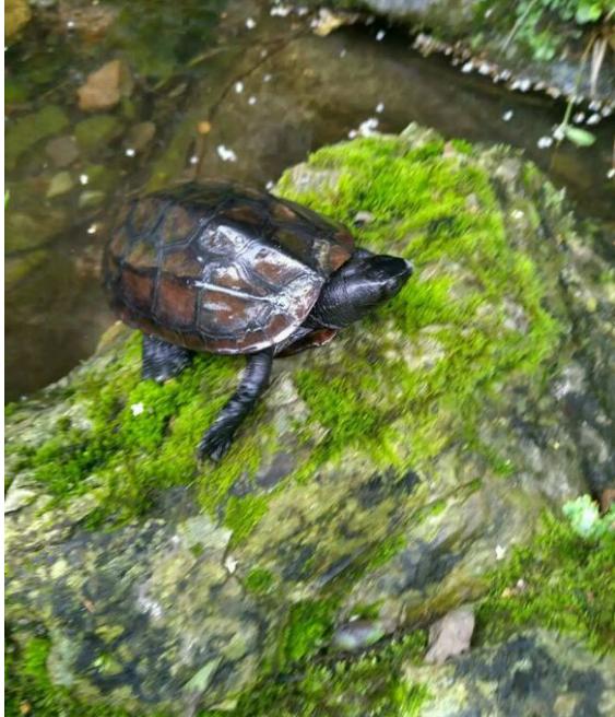 中华草龟与台湾草龟,中华草龟跟草龟有什么区别图