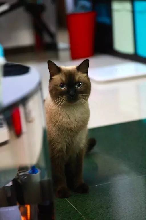 一只猫的生活意见读后感,一只猫的生命