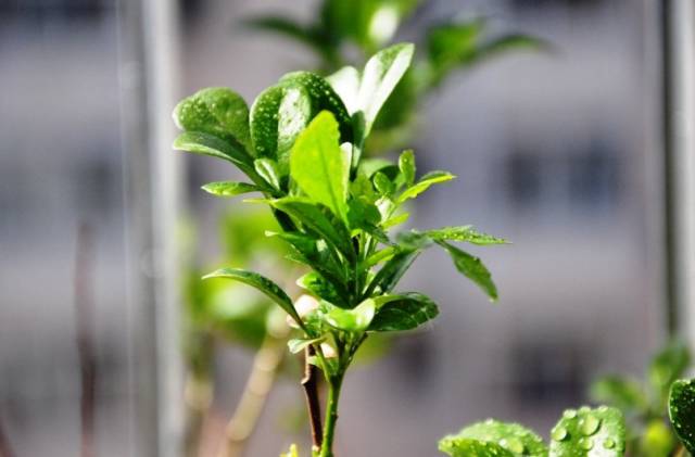 米兰花是热带花吗,米兰花属于兰科植物吗