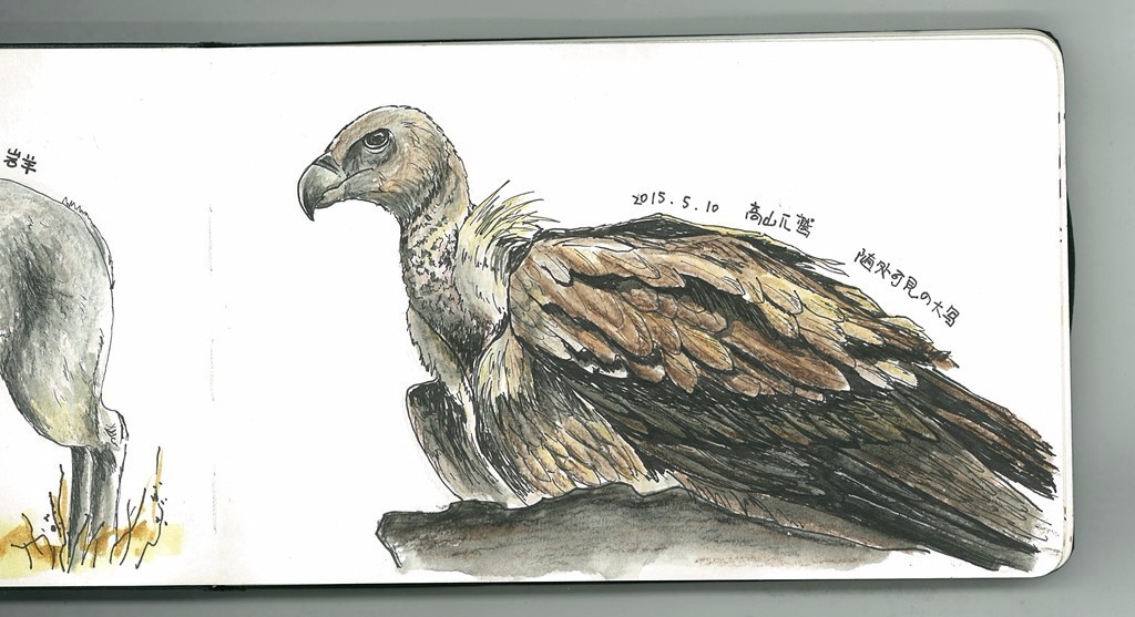 怎么加入猫盟,猫盟百科全书