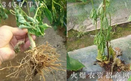 万能果树病害防治配方,防治土传病害的最好方法