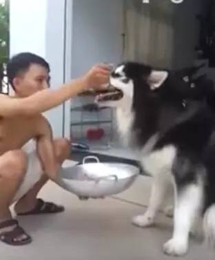 狗狗生病不爱吃饭,狗主人拿来食物,这个喂法也是没谁了