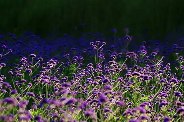 百草园有什么药材,百草园里面有什么草