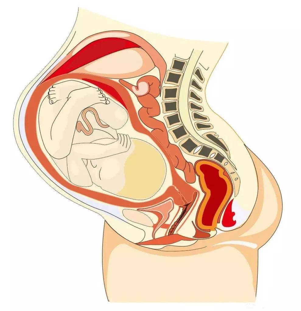 骨盆哪个位置最重要,骨盆在哪个位置最好