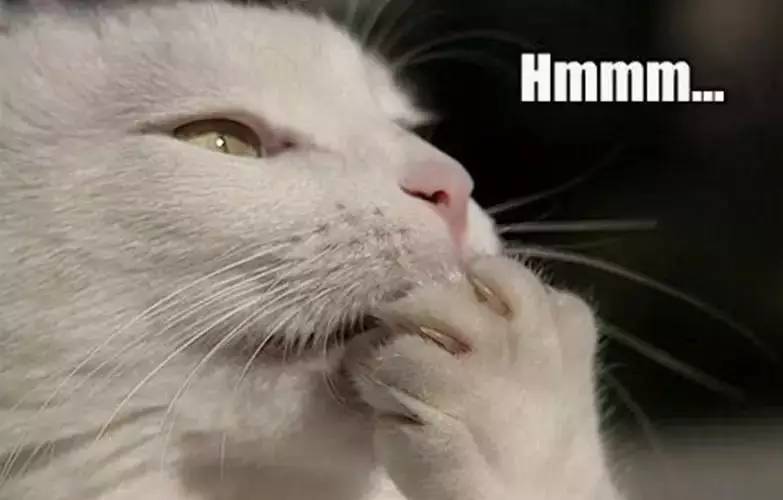 狗和男朋友之间该怎么选,狗子和男朋友选哪个