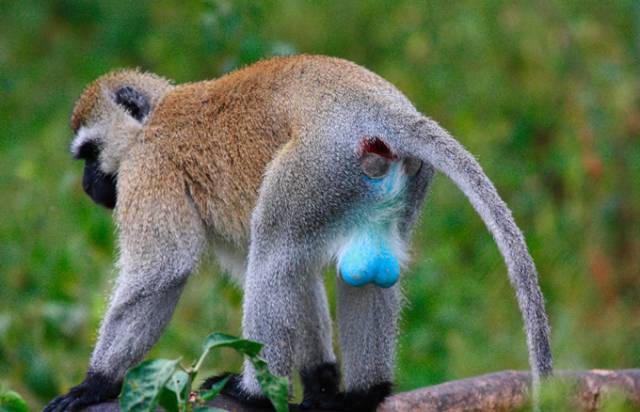 可能是最全的,肯尼亚坦桑尼亚动物百科。小地球耗时一周整理!