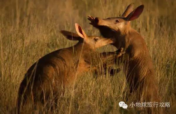 可能是最全的,肯尼亚坦桑尼亚动物百科。小地球耗时一周整理!