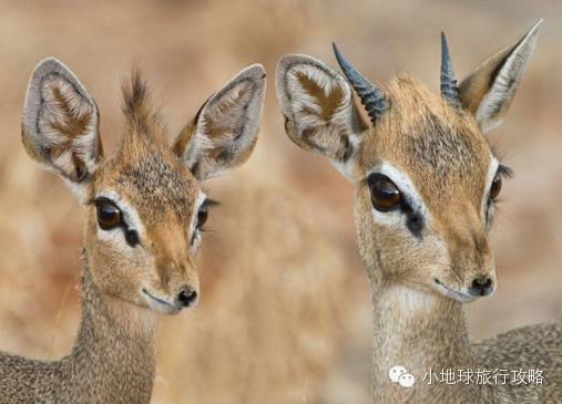 可能是最全的,肯尼亚坦桑尼亚动物百科。小地球耗时一周整理!