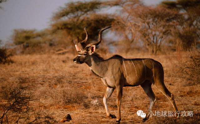 可能是最全的,肯尼亚坦桑尼亚动物百科。小地球耗时一周整理!