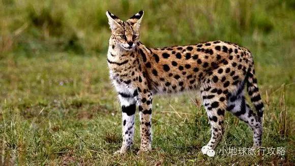 可能是最全的,肯尼亚坦桑尼亚动物百科。小地球耗时一周整理!