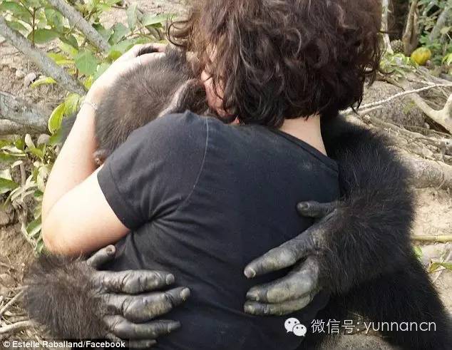 孔雀被拔羽毛事件,云南动物园孔雀被吓死