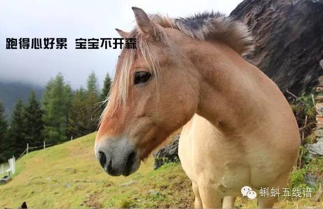 我愿花光所有的运气，饭后来一碗龟苓膏！