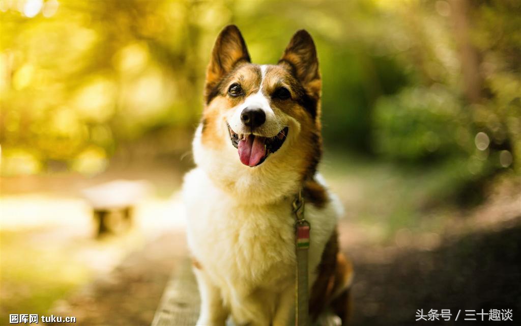 柯基犬怎么喂养吃什么狗粮最好,柯基犬应该狗笼喂养还是散养