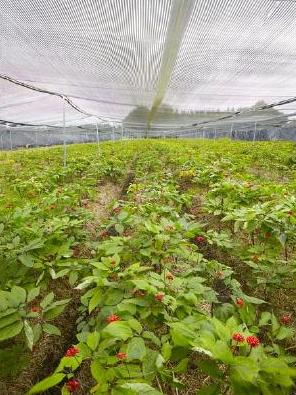 韩国人参和中国人参有什么区别,韩国人参和中国人参一样吗