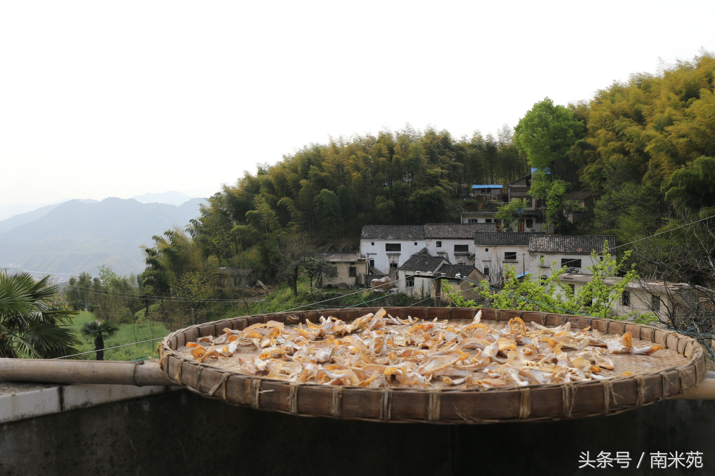 笋干经过这样处理烧肉才会好吃,浙江笋干梅干菜烧肉的家常做法