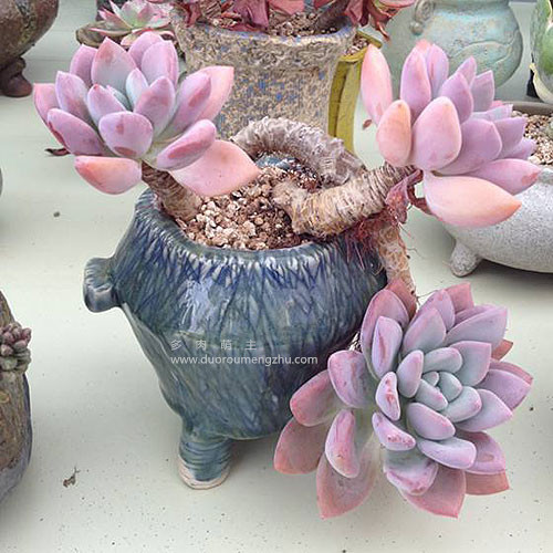 蓝色惊喜多肉老桩图片,多肉红梅老桩图片大全