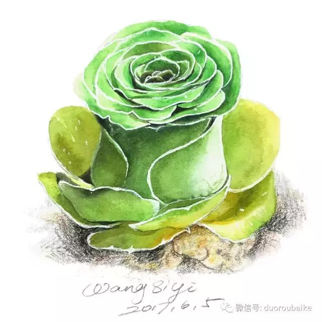 寻找最美中国绘画作品,寻找中国最美多肉手绘