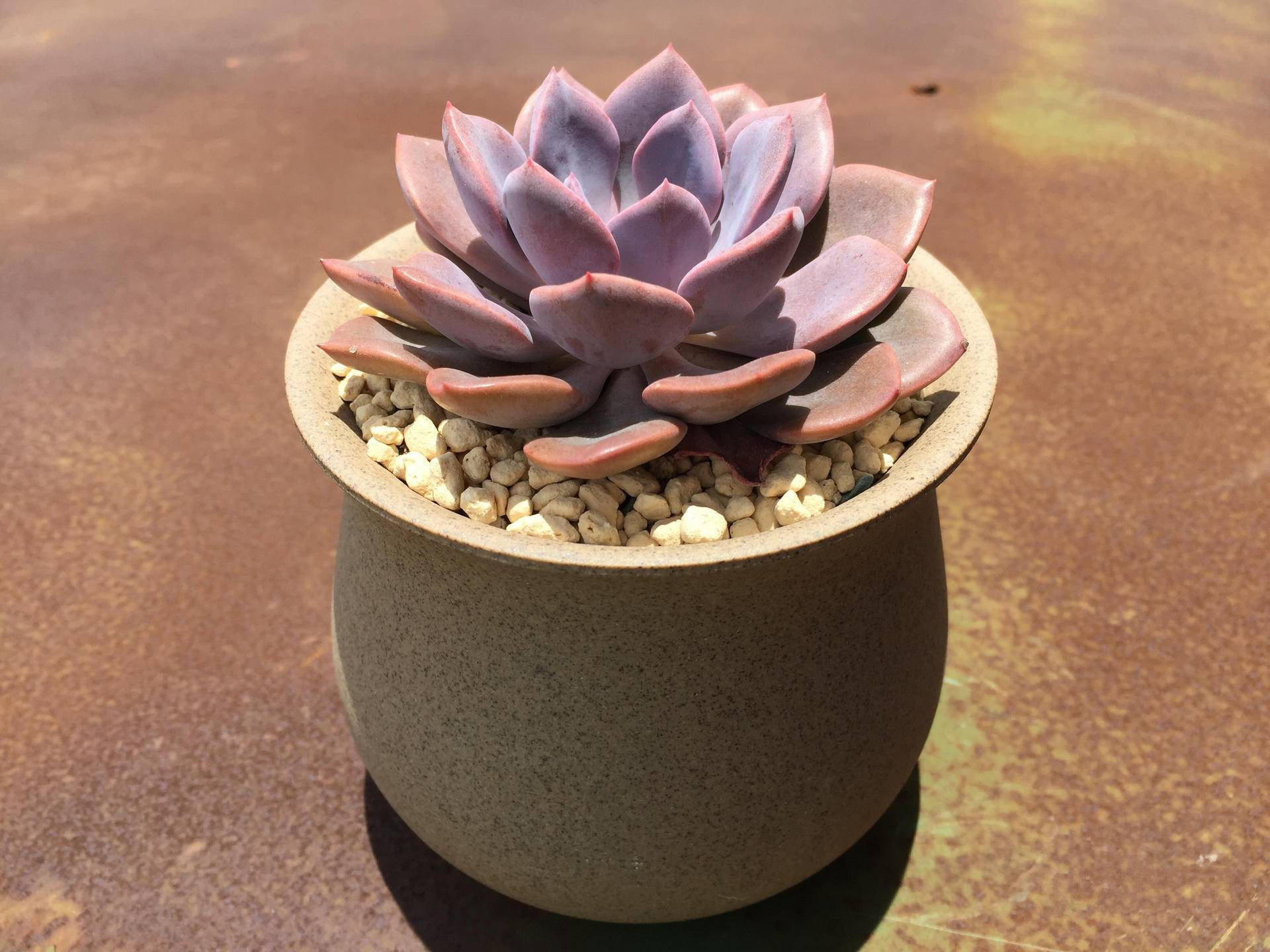 生锈的破铁门图片,生锈的铁门破了