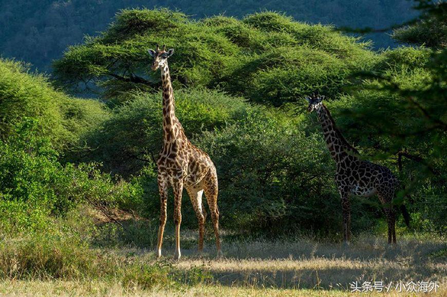 小众旅游地探索攻略,坦桑尼亚游猎攻略