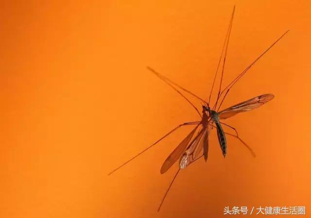 蚊子会把艾滋传染给婴儿吗,蚊子会不会传播hiv