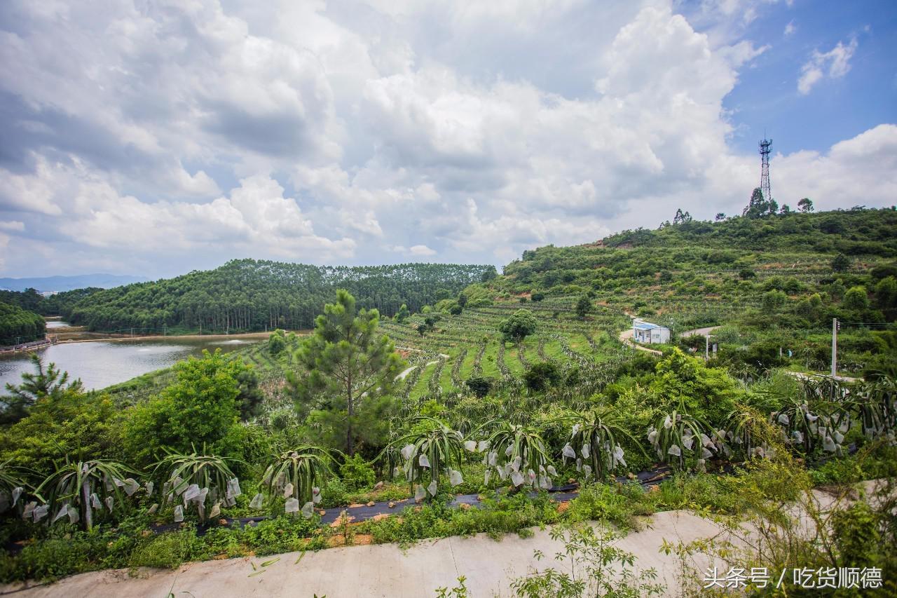 高明可以摘水果的农庄,高明60亩农庄