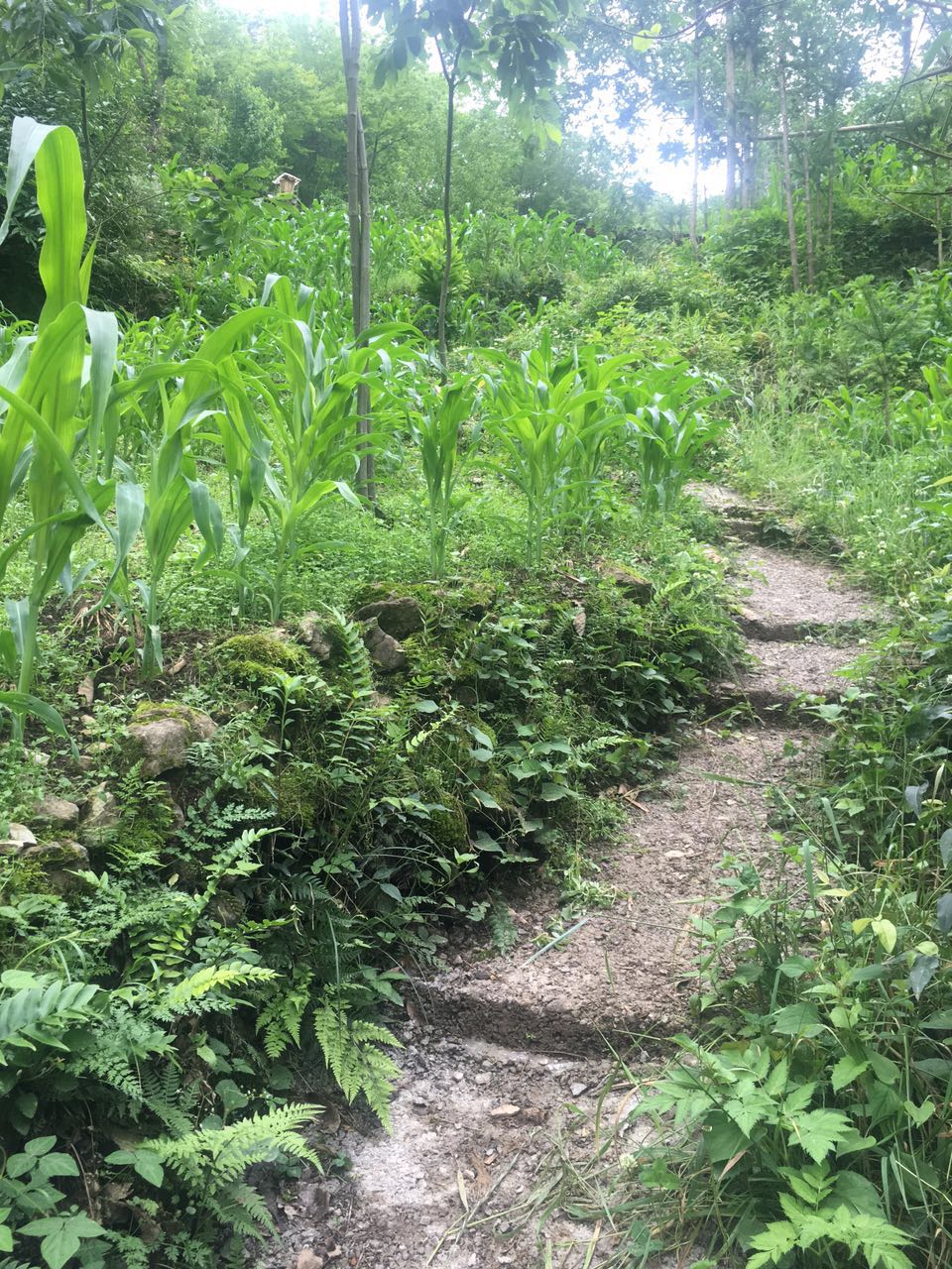 重庆农村生活真实感受,在重庆生活是什么样的感受