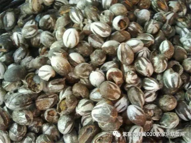 今年夏天，承德有种很小的动物，此神兽攻击力极强摸一下，神魂颠倒，还能吃？而且价格不菲！