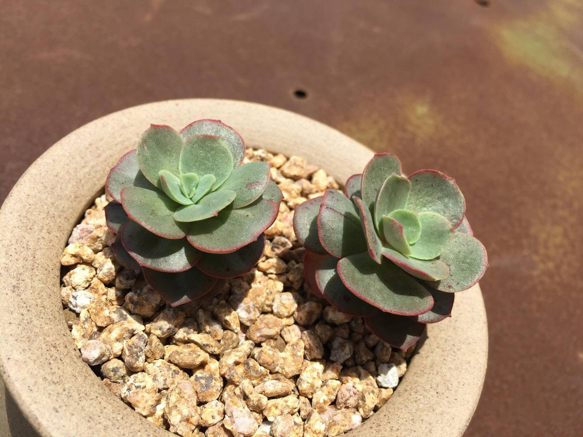 生锈的破铁门图片,生锈的铁门破了