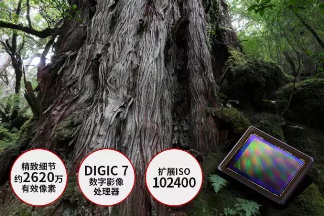 佳能6d2和5d3哪一款更适合新手,佳能6d2和5d3哪个更适合拍视频