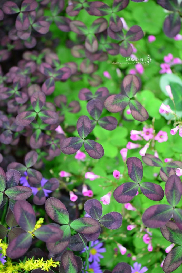 鎷滆涓滅鑽夊爞,鑺卞洯鎷滆