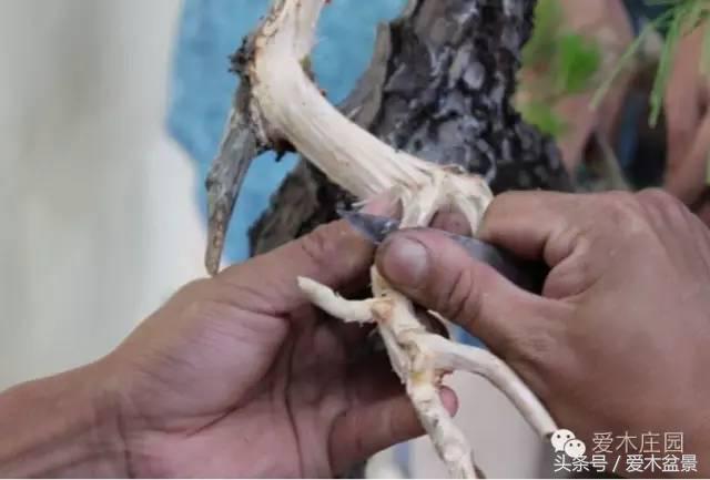 爱木盆景｜文人树《神仙》改作实录，小林国雄亲自示范松树盆景整型，艺术无国界，好的我们需要学习