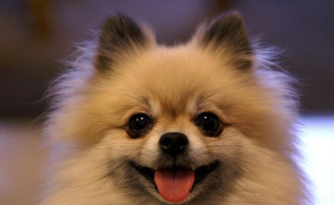 十大最可爱的宠物狗排行榜,十大最受欢迎宠物狗排行榜