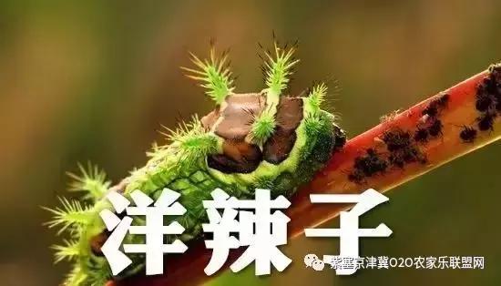 今年夏天，承德有种很小的动物，此神兽攻击力极强摸一下，神魂颠倒，还能吃？而且价格不菲！