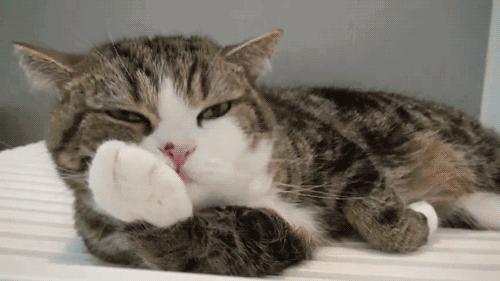 萌宠指南新手养猫猫砂怎么选,萌宠指南新手养公还是母猫