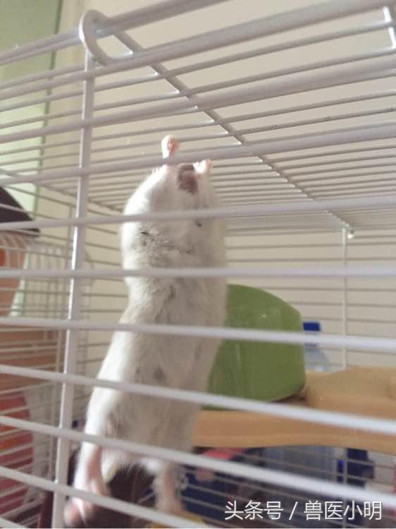 仓鼠中的体操王者,保持这样的姿势半小时,轻而易举