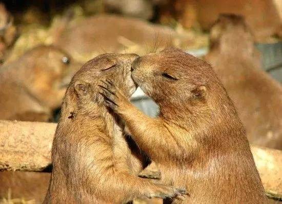 这个男孩用摔角暴打女朋友，惹得布洛克狂喷：去你妹的！