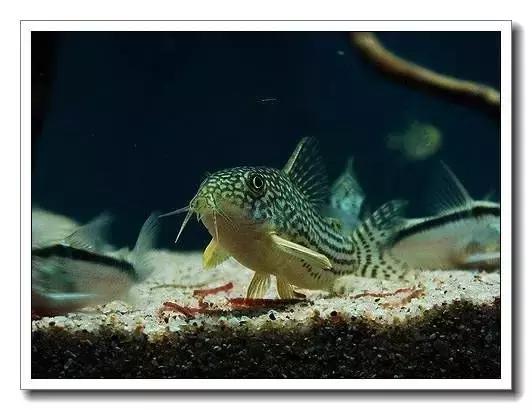 鼠鱼的发病季节,鼠鱼抗病