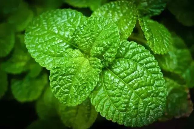 只需15秒就能瞬间提神,一秒提神醒脑