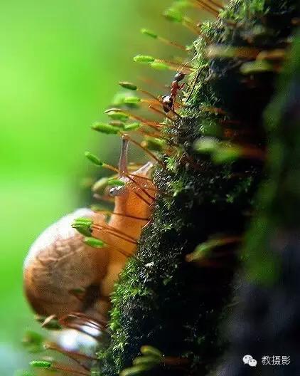 精美微距摄影欣赏蜗牛,微距蜗牛拍摄技巧视频